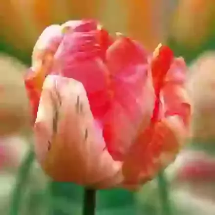 Apricot Parrot